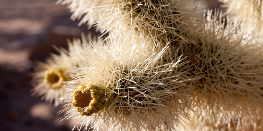 Close up on Teddy Bear Cholla