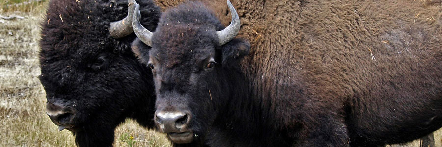 custer