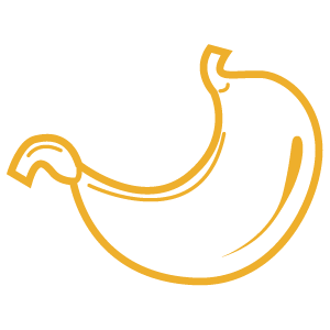 Stomach